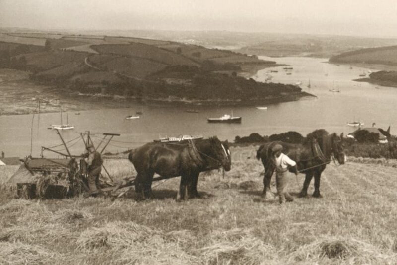 Harvesting at Portlemouth 1939