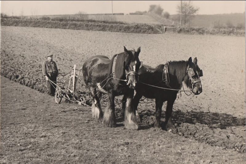 Horses Ploughing