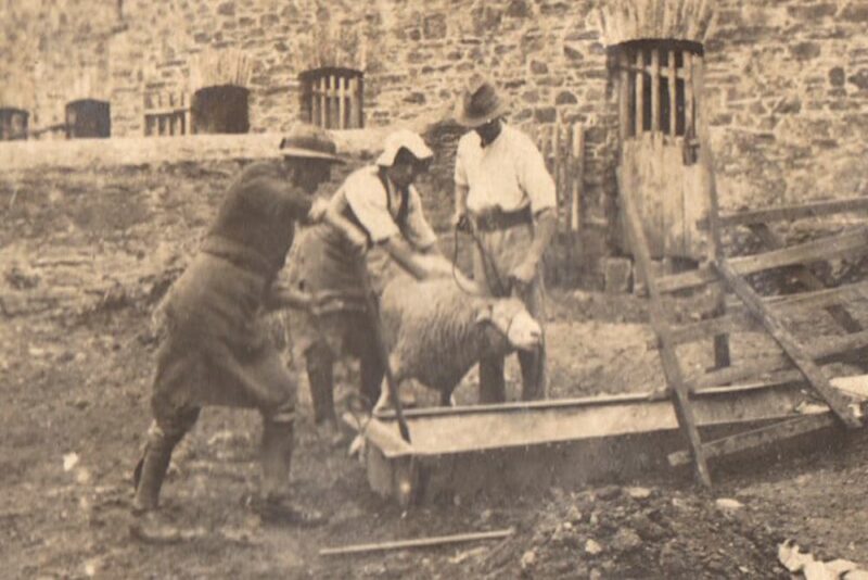 Ilbertstowe - Dipping Unwilling Sheep